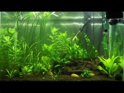 65 Gallon Planted Aquarium YouTube