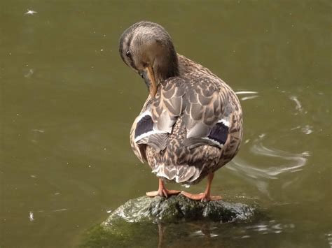 Free Images Nature Wing Lake Wildlife Beak Park Fauna Duck