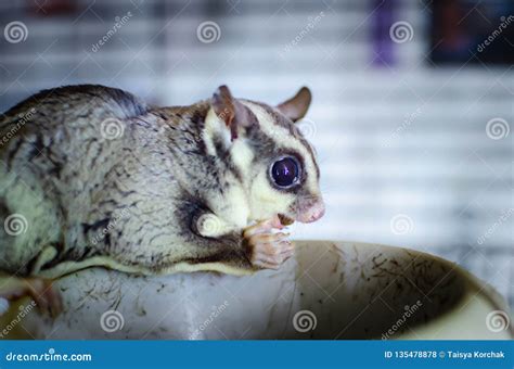 Aliante Grigio Dello Zucchero Opossum Scivolante Arboreo Dei Breviceps