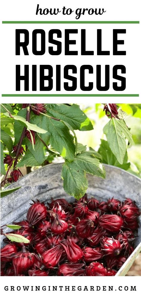 How To Grow Roselle Hibiscus Growing Jamaican Sorrel Artofit