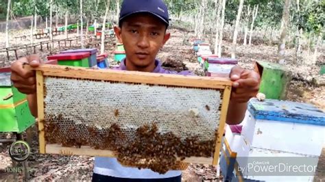 Proses Panen Madu Ternak Lebah Madu Apis Mellifera Youtube