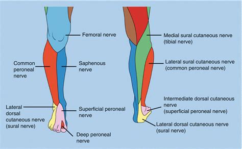 Sciatic Popliteal Nerve Block Anatomy | Images and Photos finder