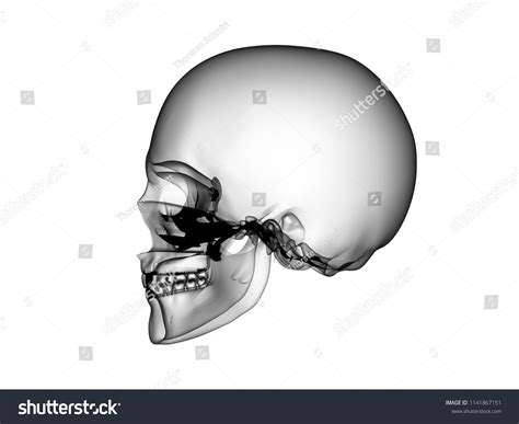 X Ray Human Body 3d Render Stock Illustration 1141867151