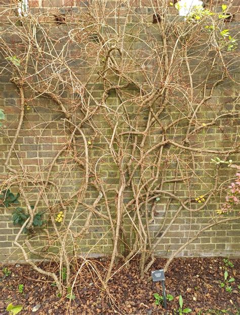 Abeliophyllum distichum - Trees and Shrubs Online