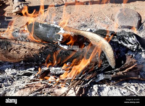 Cooking Kangaroo Tail Eaten As Aboriginal Bush Tucker In Red Centre