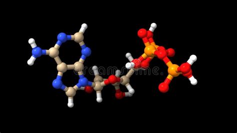 Adenosine Triphosphate 3d