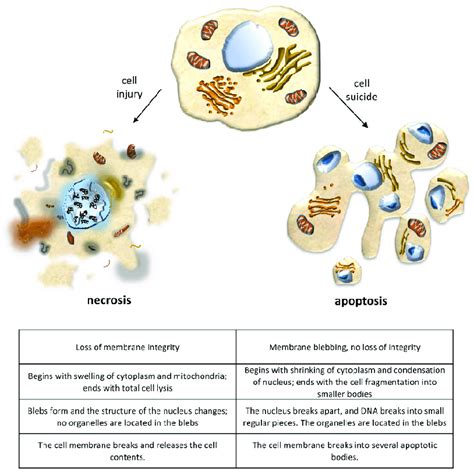 Morphology Of Apoptosis