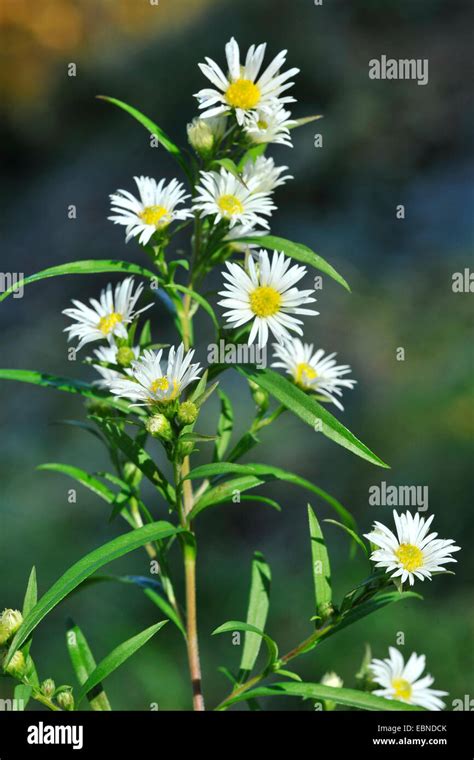 Heath Aster Aster Ericoides Symphyotrichum Ericoides Blooming Stock