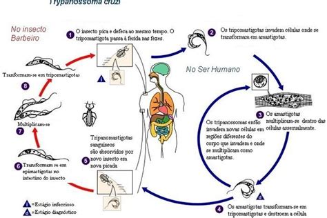 Doen A De Chagas Sintomas Ciclo Transmiss O E Tratamento Tua Sa De