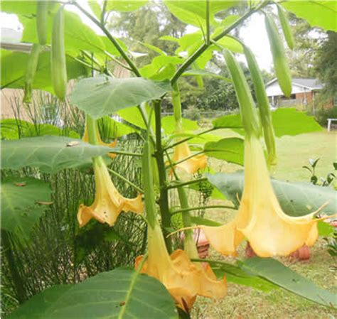 Datura Benefits