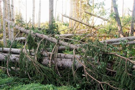 Fotos Schwere Sturmsch Den Im Wald Bei Rohrdorf Am Juni