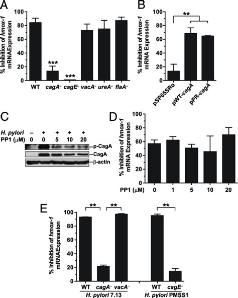 Inhibition Of NO Induced Hmox 1 Expression By H Pylori Requires CagA