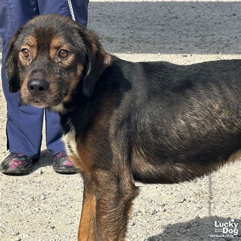 Dog adoption in Washington DC 20002: Shepherd / Mixed (medium coat) Dog
