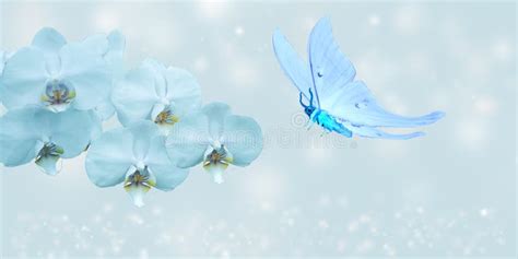 Blue Butterfly and Blue Orchid Stock Image - Image of nature, flora ...