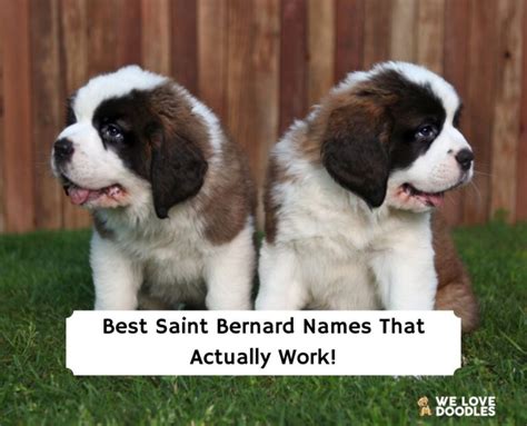 100 Best Saint Bernard Names With Meaning!