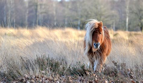 Shetland Pony Breed Profile - Helpful Horse Hints