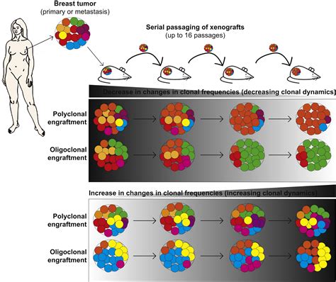 Clonal Evolution In Cancer A Tale Of Twisted Twines Cell Stem Cell