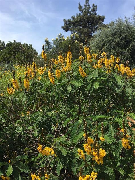 PlantFiles Pictures Senna Species Candle Bush Candelabra Bush