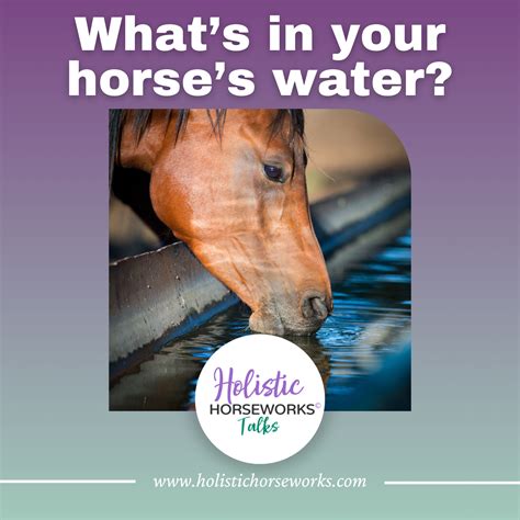 Summer Time Tune-Up for Your Horse | April Love – Holistic Horse Works, LLC