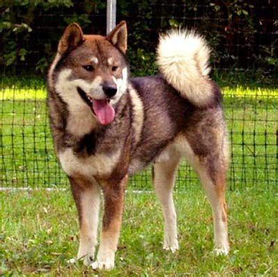 Shikoku Dog (Shikoku Ken) Info, Temperament, Puppies, Pictures