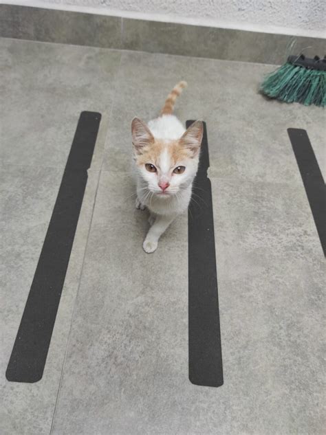 Morador Do Esta O Est Doando Gatinho Que Resgatou No Ltimo S Bado