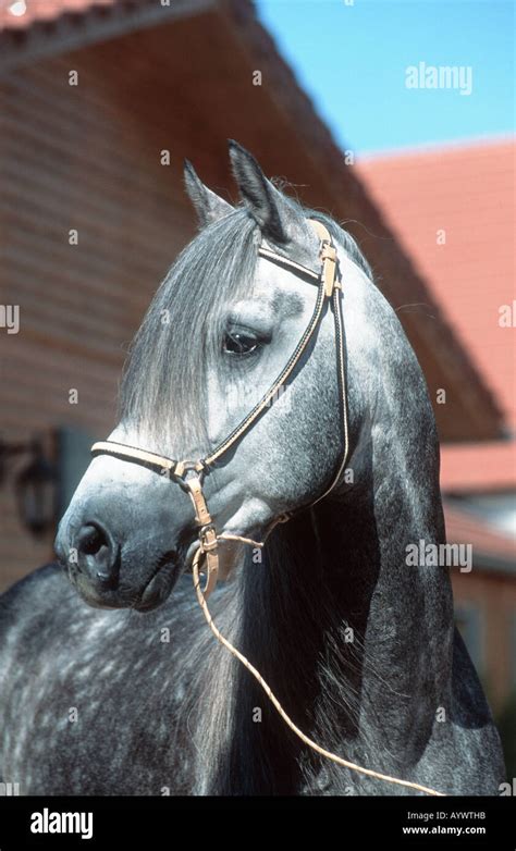 Peruvian Paso Fino Horse Hi Res Stock Photography And Images Alamy