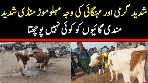 Malomore Mandi Jhang 2023 Cows Fresh Rates Update Cross Cows YouTube