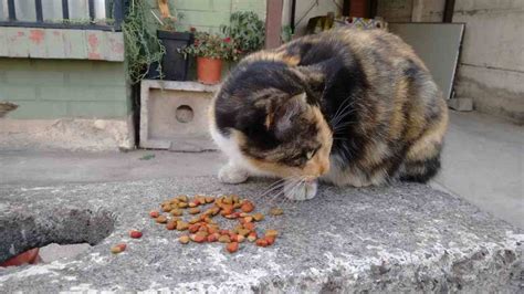 Cómo alimentar a tu gato