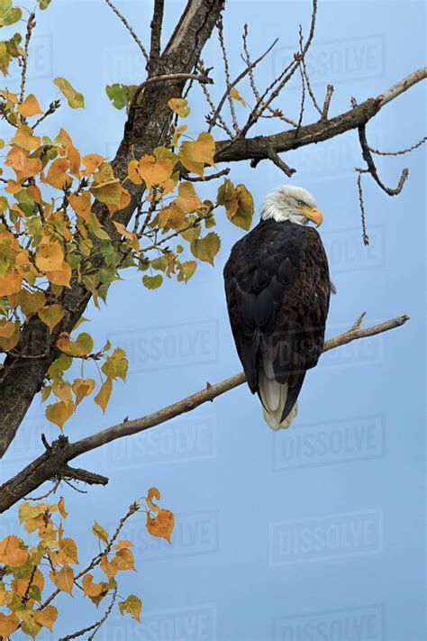 An American Bald Eagle Is Perched In A Tree With Autumn Leaves Near