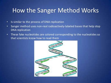 Dna sequencing powerpoint