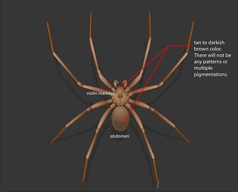 How To Identify A Brown Recluse Body Size And Features Brown Recluse Spider Brown Recluse Spider