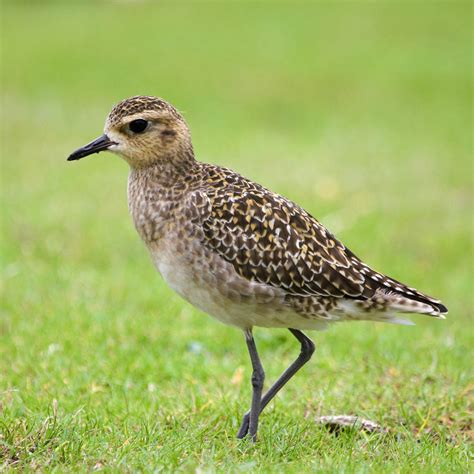 Hawaiʻi Birding Trails Pacific Golden Plover