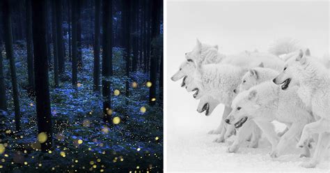 30 Of The Best Nature Photos From The Tokyo International Foto Awards ...