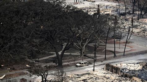 Maui S Year Old Banyan Tree Sprouts Leaves After Being Charred In