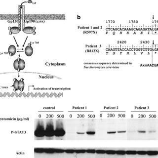 Jakstat Pathway Activation By Lif B Partial Leukemia Inhibitory