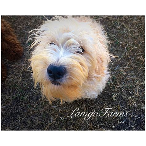 Wheaten Terrier Golden Retriever Mix