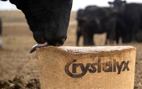 Fresh start: Success on the cattle farm | News