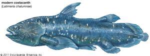 coelacanth | Description, Habitat, Discovery, & Facts | Britannica