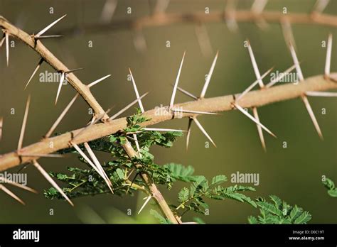 Thorns of an Acacia Tree Stock Photo - Alamy