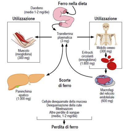 Da Anemia Ferro Carenziale A Malattia Sideropenica Doctorium