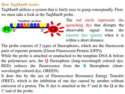 Solution Realtime Polymerase Chain Reaction Presentation For