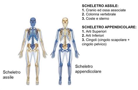 The Skeleton And Its Major Skeletal Systems Are Labeled