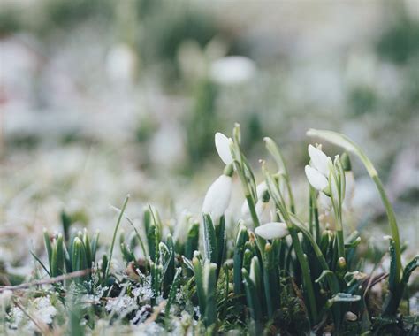 What Is The Spiritual Meaning Of Imbolc The Seasonal Soul