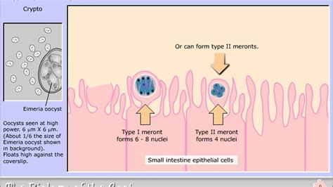 Cryptosporidium Parvum Life Cycle