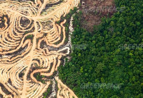 Betahita Kebun Sawit Liar Dalam Kawasan Hutan Bersertifikat Rspo Dan Ispo