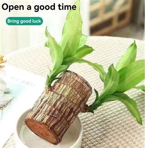 Brazilian Wood Mini Brazil Wood Brazilian Wood Hydroponic Potted 𝐏𝐥𝐚𝐧𝐭