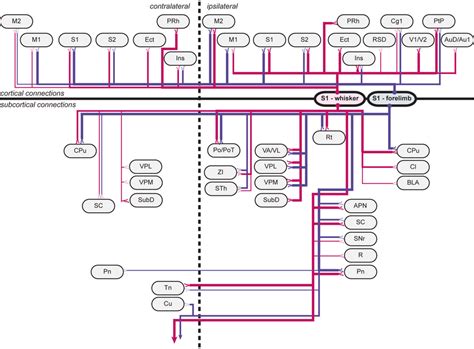 Wiring Diagram Summarizing Findings Summary Diagram Showing All