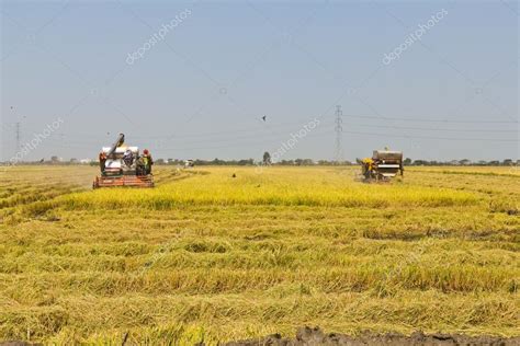 Rice Harvest Combine