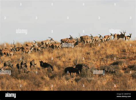 Eland Herd Kalahari South Africa Stock Photo Alamy