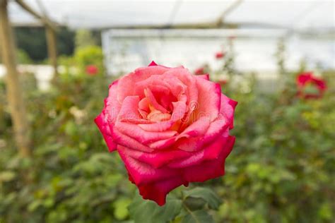 Hybrid Tea rose in garden. stock photo. Image of floral - 164019940